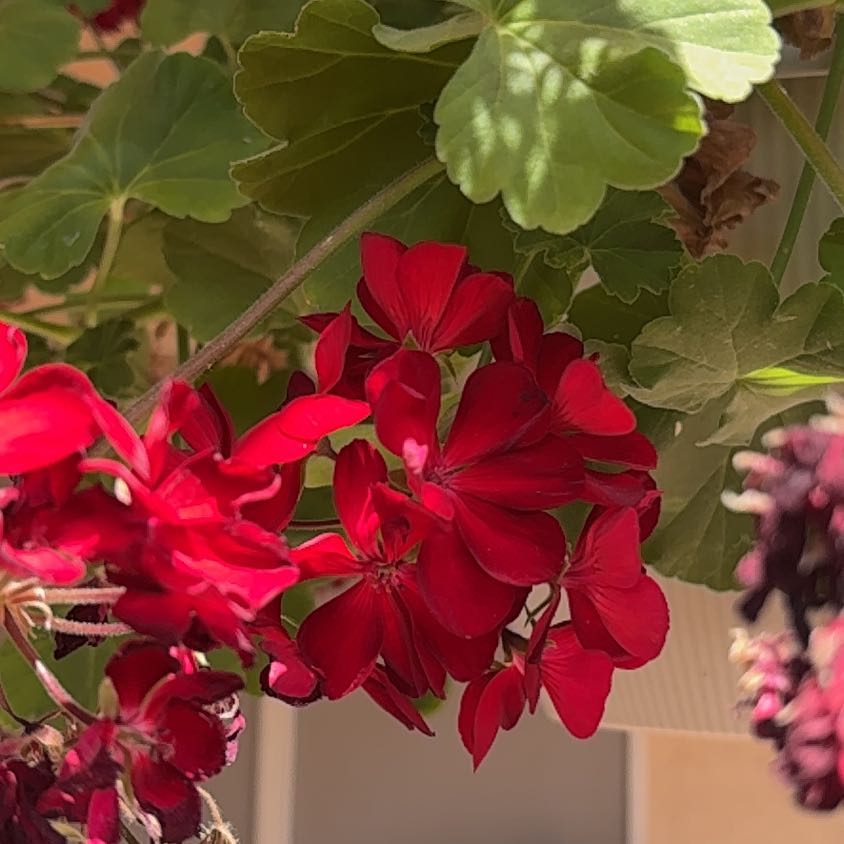 Photo of the plant species Pelargonium 'Calliope' by @YesOlneya51 named Sahara on Greg, the plant care app