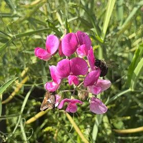 Photo of the plant species Broad-Leaved Sweet Pea by @LegitRedmambo11 named Spike Leaves on Greg, the plant care app