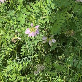 Photo of the plant species Coronilla Varia by @LegitRedmambo11 named Treeyoncé on Greg, the plant care app