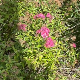Photo of the plant species Swamp Milkweed by @LegitRedmambo11 named Cleopatra on Greg, the plant care app