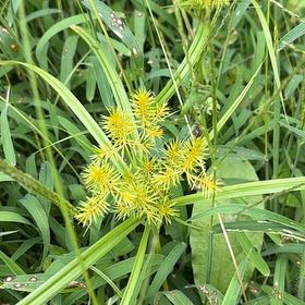 Photo of the plant species False Nutsedge by @LegitRedmambo11 named Bigleef Smalls on Greg, the plant care app