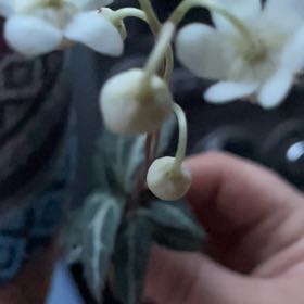 Photo of the plant species Spotted Wintergreen by @PrimalBroadbean named Aria on Greg, the plant care app