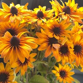 Photo of the plant species Blackeyed Susan by @SmartRhodora87 named Sahara on Greg, the plant care app
