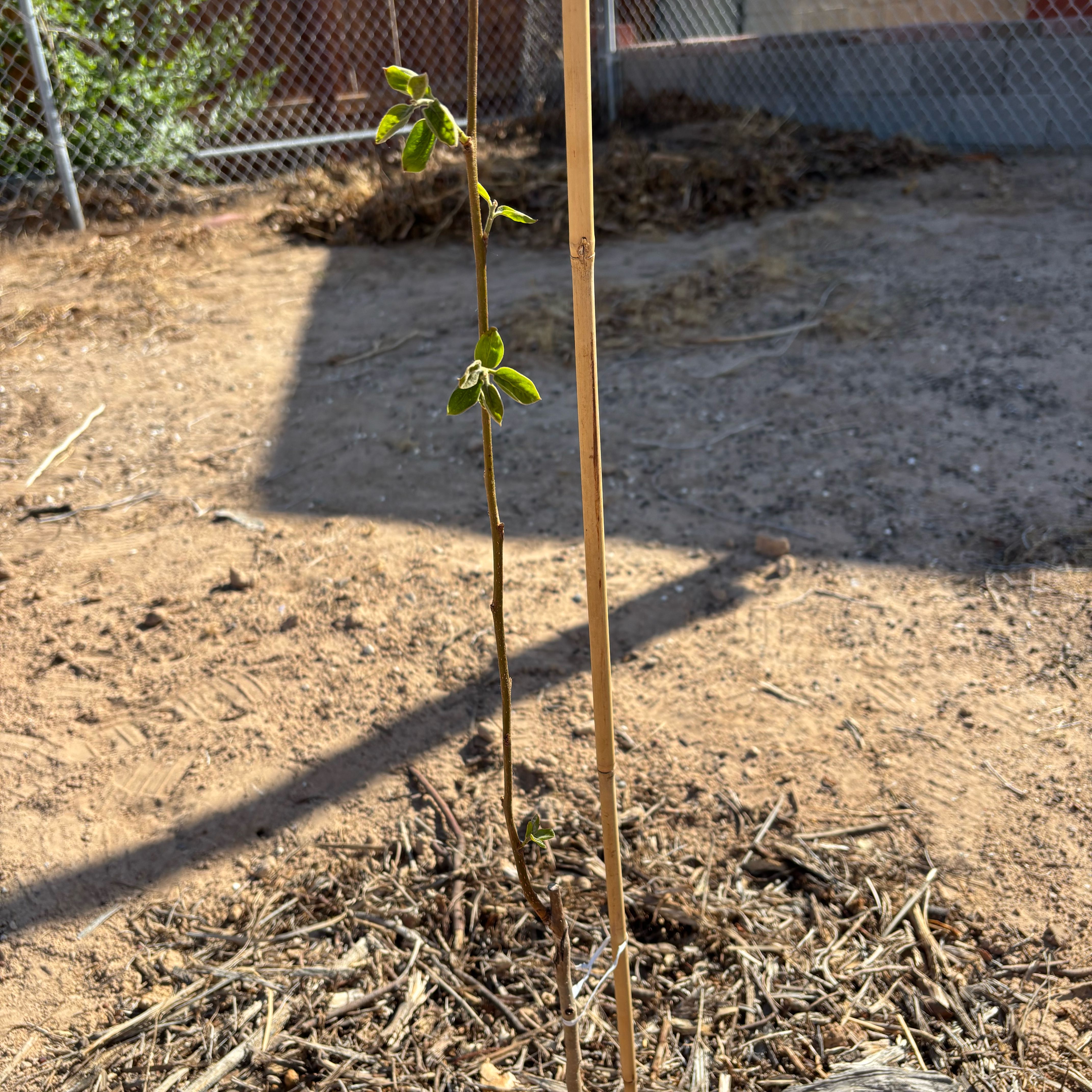 Photo of the plant species Fuyu Persimmon by @SilkenSwampdock named Tupot amaroot on Greg, the plant care app