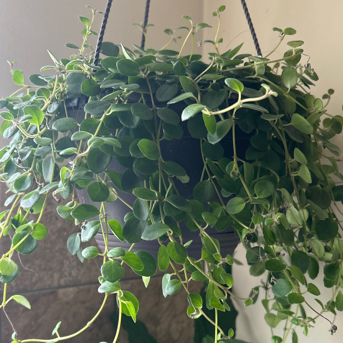 Photo of the plant species Codonanthe devosiana by @IdolBeachplum18 named Conan on Greg, the plant care app