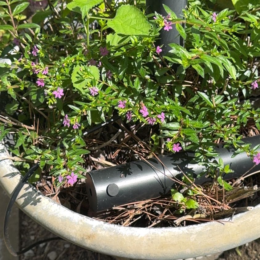 Photo of the plant species Dakota Mock Vervain by @UnimpairedDill named Walt on Greg, the plant care app