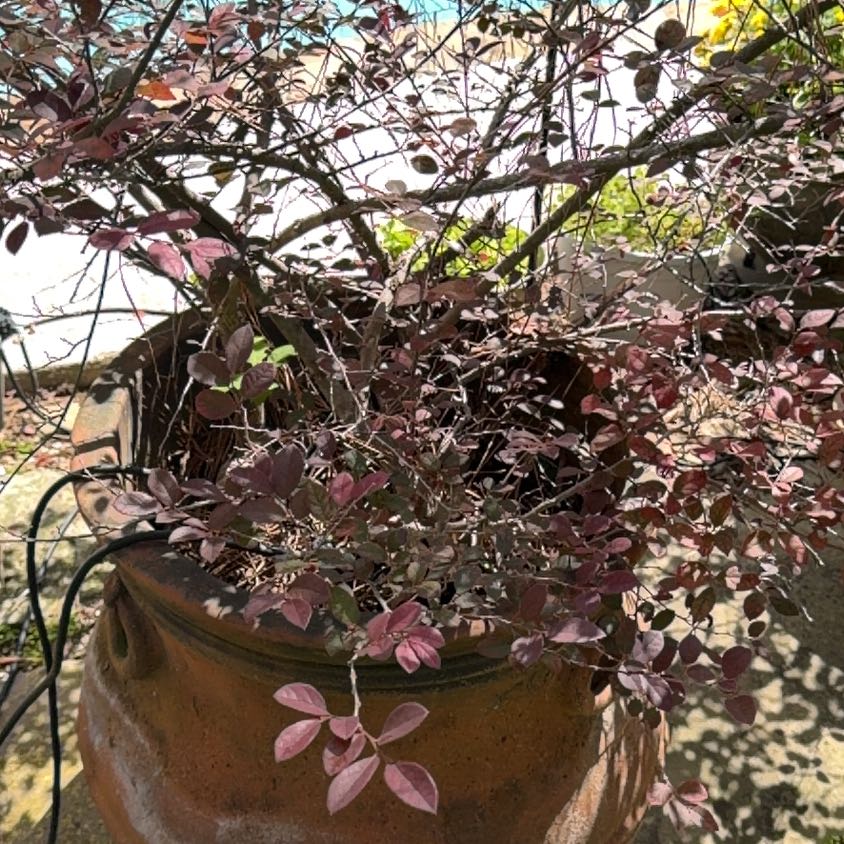 Photo of the plant species Chinese Fringe Flower by @UnimpairedDill named Sonora on Greg, the plant care app