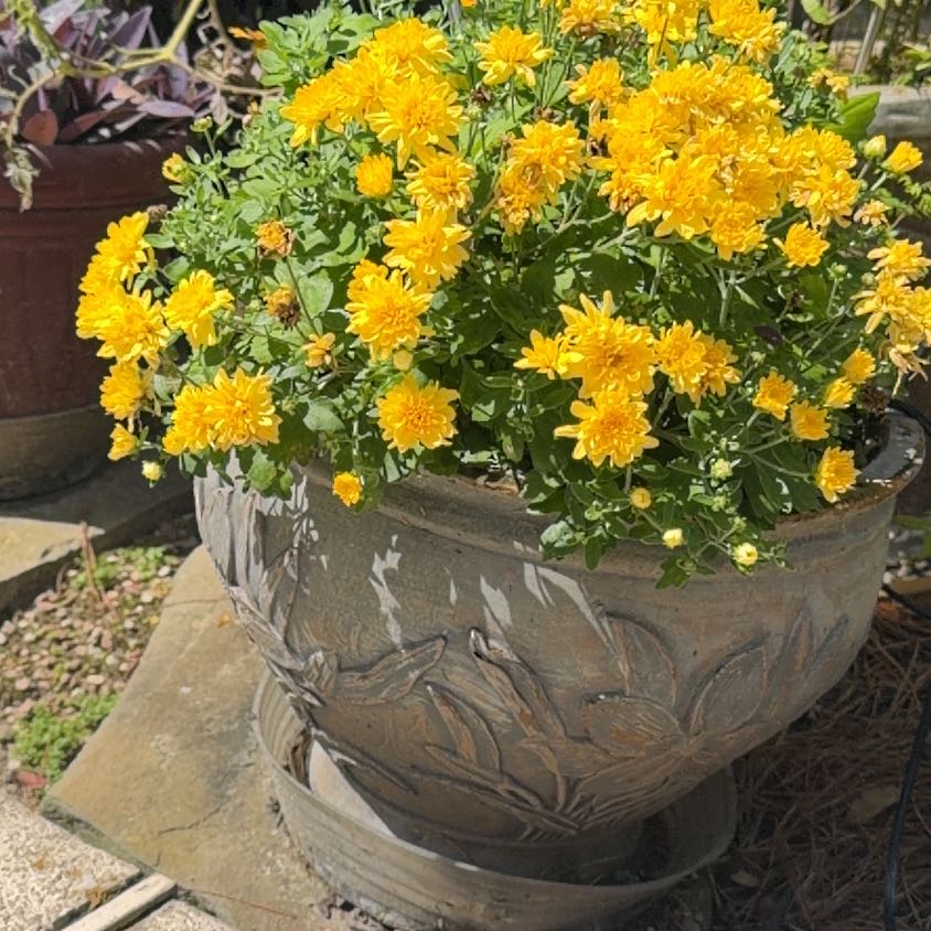 Photo of the plant species Marigold by @UnimpairedDill named Messi on Greg, the plant care app