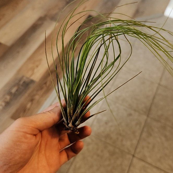 Photo of the plant species Juncifolia Air Plant by @MarkedAnisetree named Snape on Greg, the plant care app