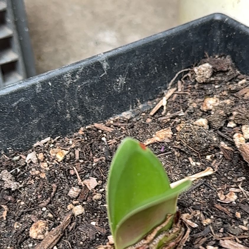 Photo of the plant species April Fool by @SocialCentaury3 named Wall-E on Greg, the plant care app