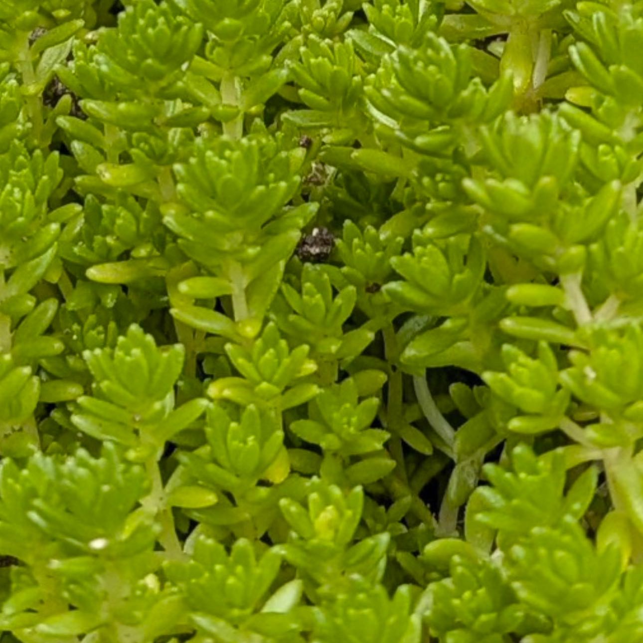 Photo of the plant species Stringy Stonecrop by @SocialCentaury3 named Beckham on Greg, the plant care app