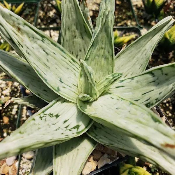 Photo of the plant species Aloe 'Snow Drift' by @WhollySugarcane named Willow on Greg, the plant care app
