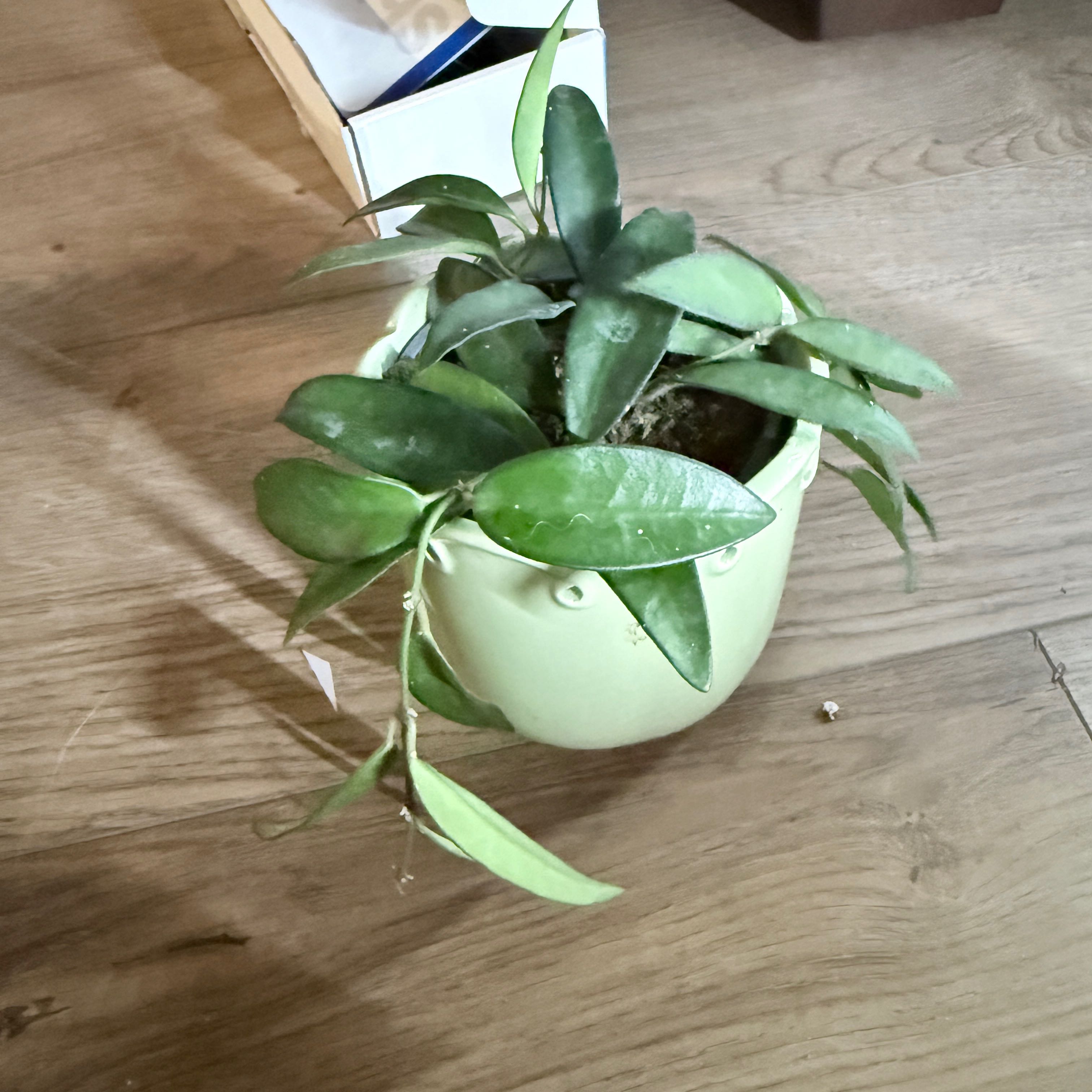 Photo of the plant species Hoya rosita 'Adrift' by @SecureBroom84 named Lavender lady on Greg, the plant care app