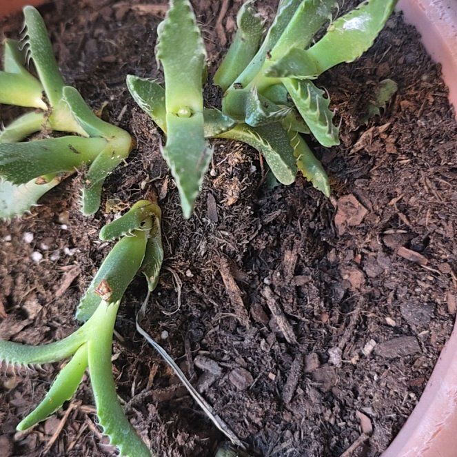 Photo of the plant species Tiger Jaws by @AceRiberry82 named Surya on Greg, the plant care app