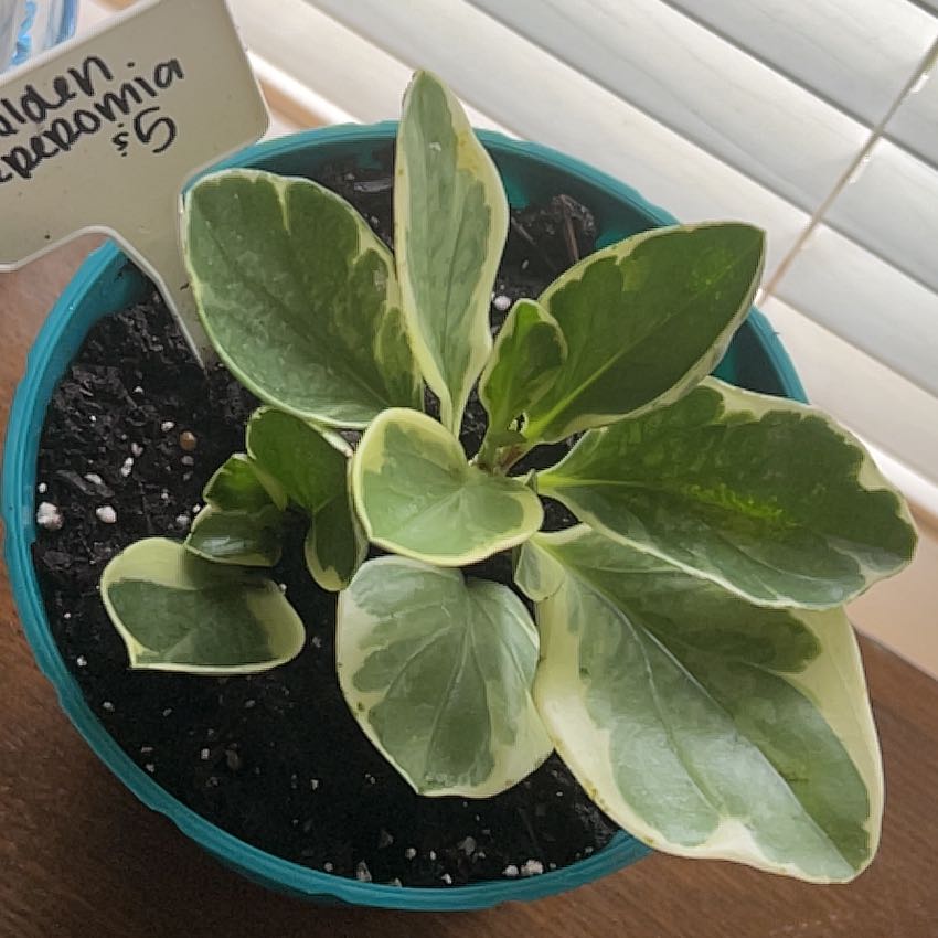 Photo of the plant species Golden Peperomia by @FieryKingfern13 named High Hopes on Greg, the plant care app