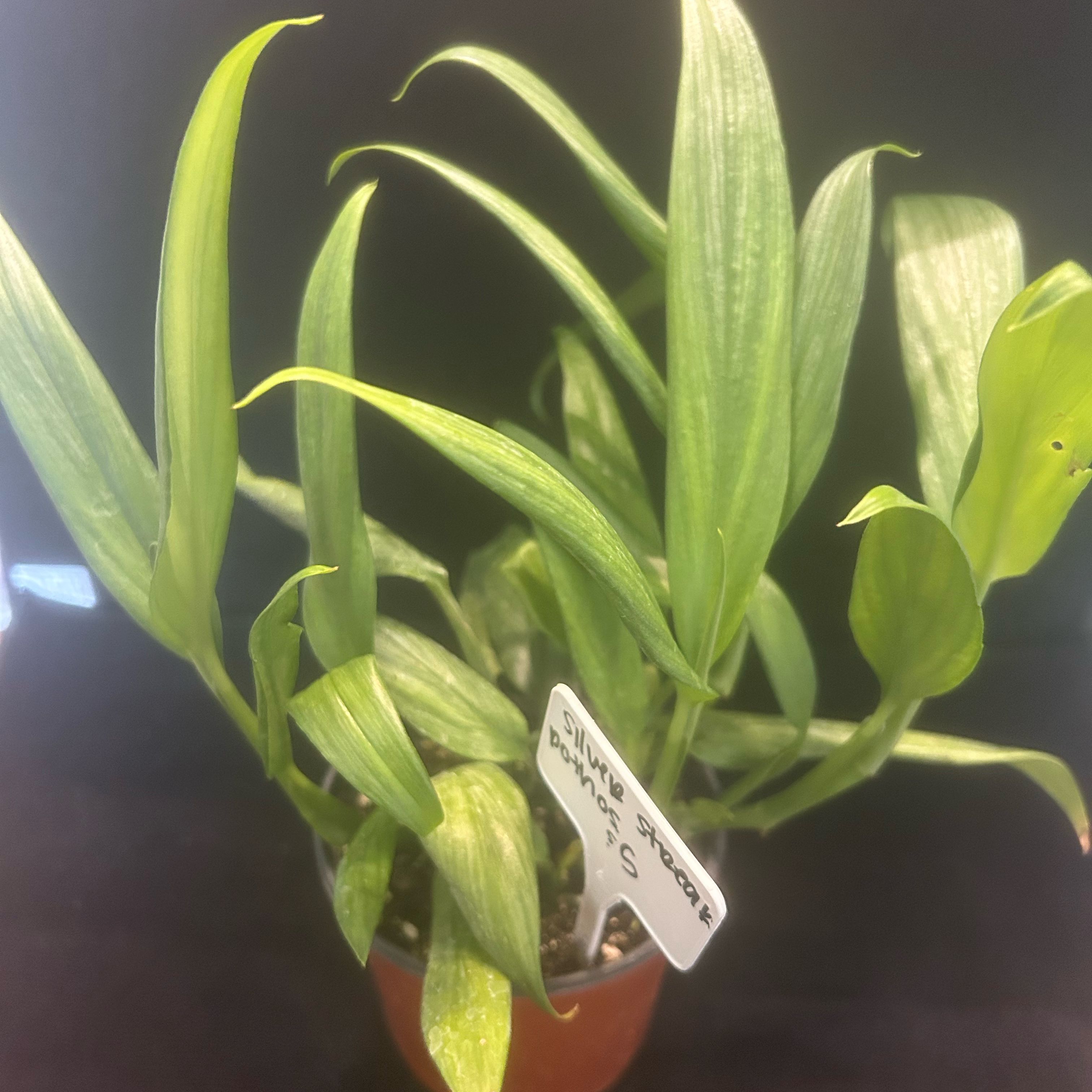 Photo of the plant species Silver Streak Plant by @FieryKingfern13 named Austen on Greg, the plant care app