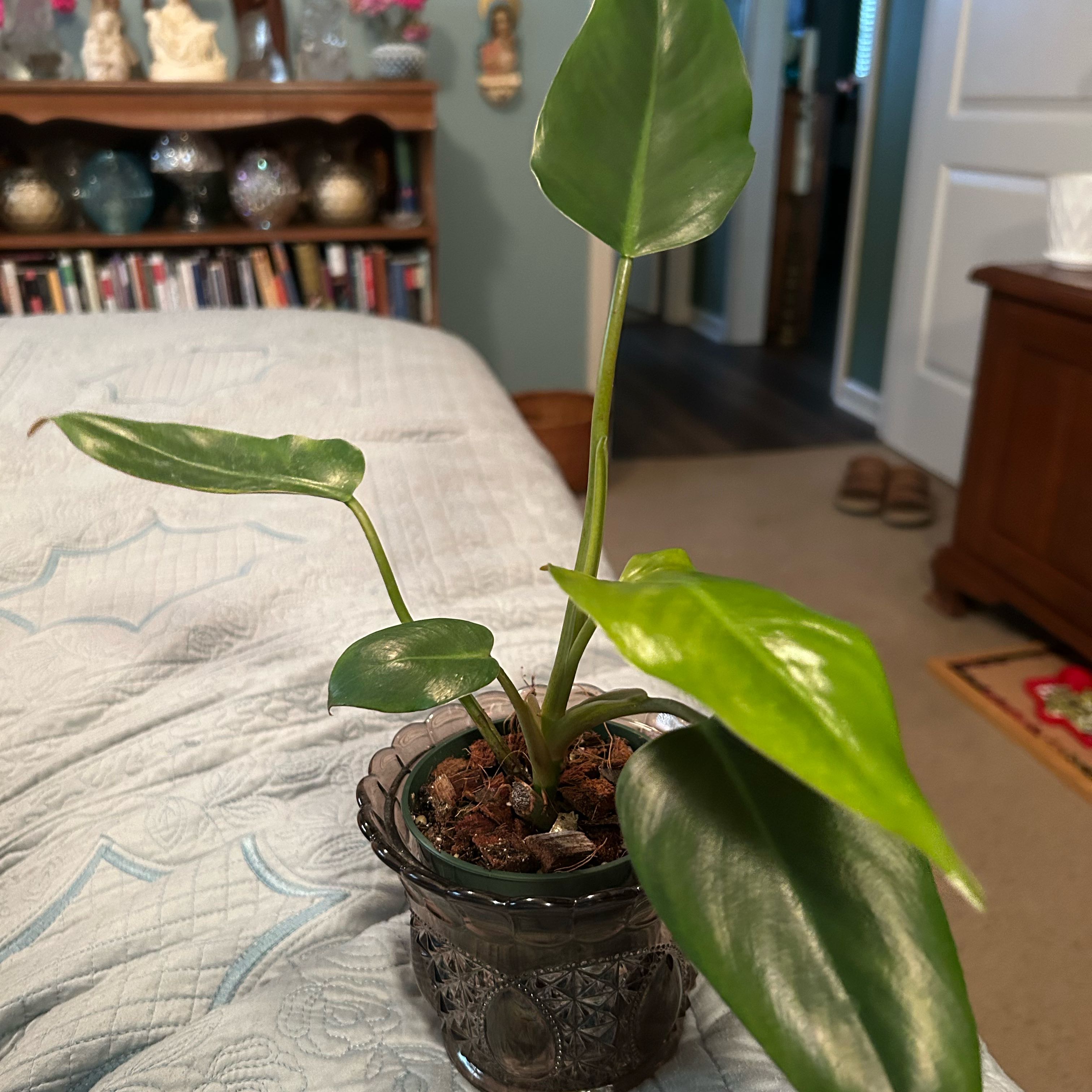 Photo of the plant species Philodendron Tuxtlanum by @FieryKingfern13 named Red Queen on Greg, the plant care app