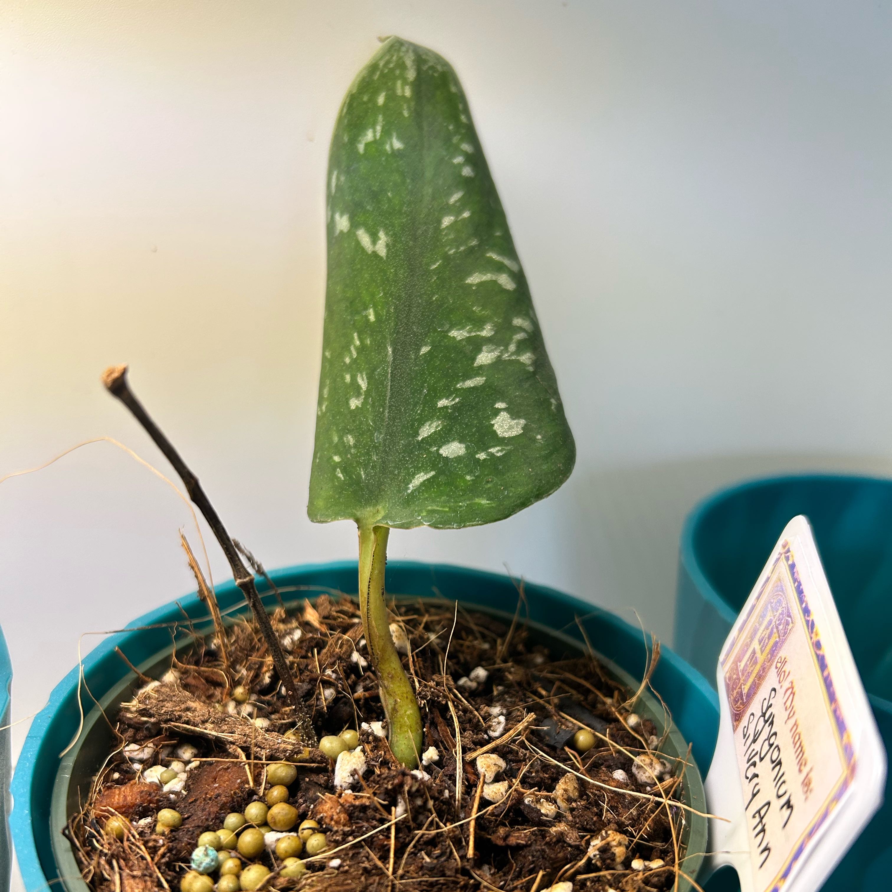 Photo of the plant species Scindapsus 'Silvery Ann' by @FieryKingfern13 named St Anne on Greg, the plant care app