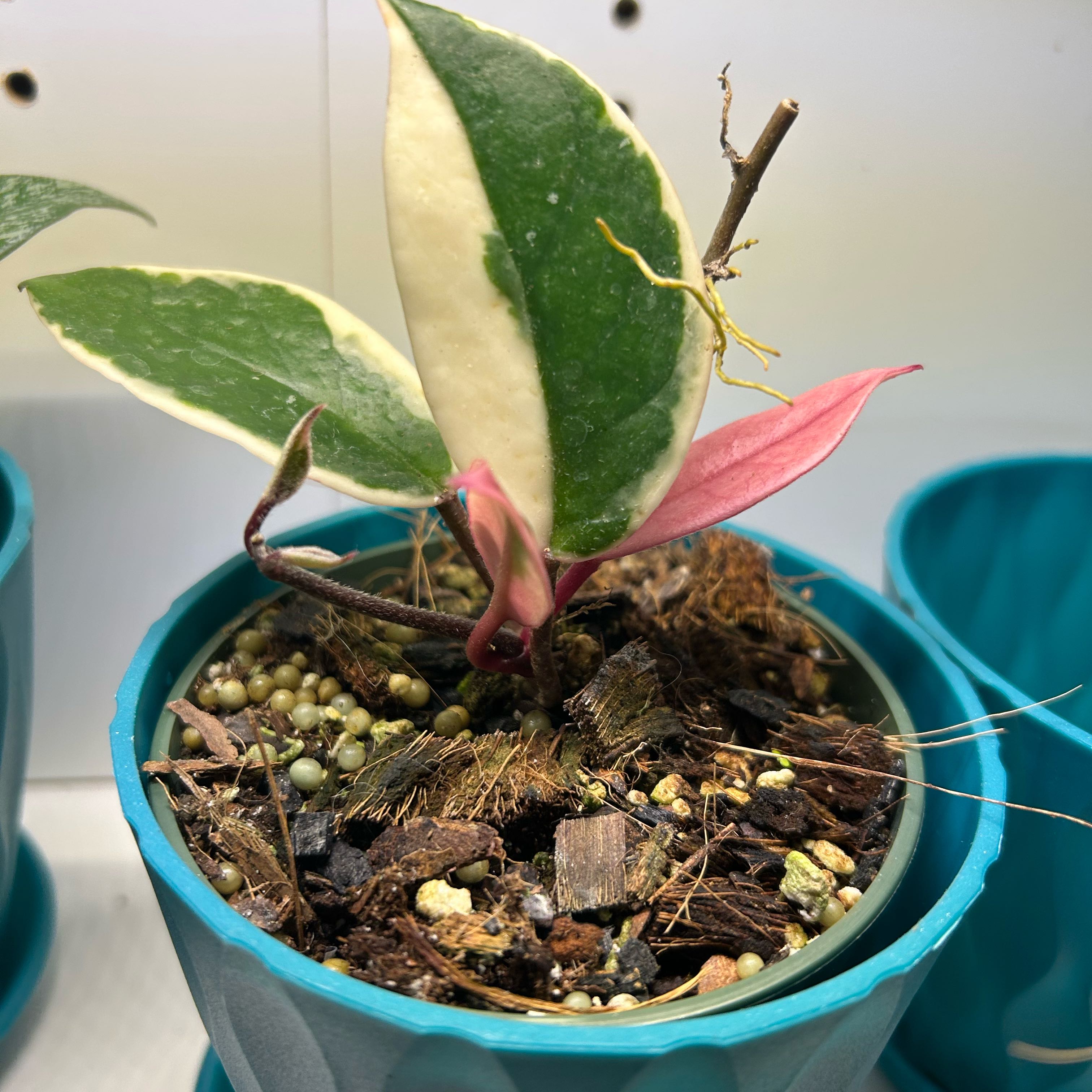 Photo of the plant species Flamingo Hoya by @FieryKingfern13 named Aria on Greg, the plant care app