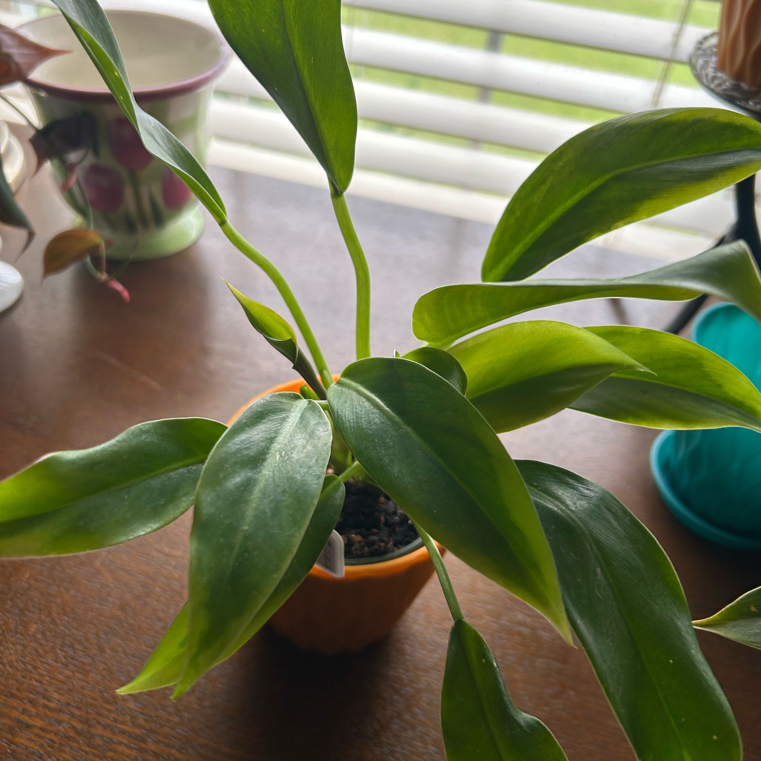 Photo of the plant species Philodendron 'Wendimbe' by @FieryKingfern13 named Duke on Greg, the plant care app