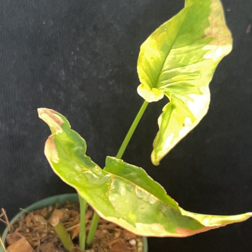 Photo of the plant species Syngonium Pink Lava by @FieryKingfern13 named Nemo on Greg, the plant care app