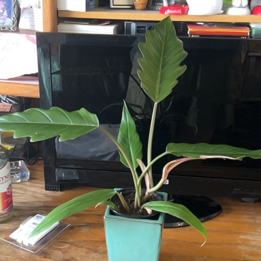Photo of the plant species philodendron chocolate empress by @FieryKingfern13 named Kesha on Greg, the plant care app