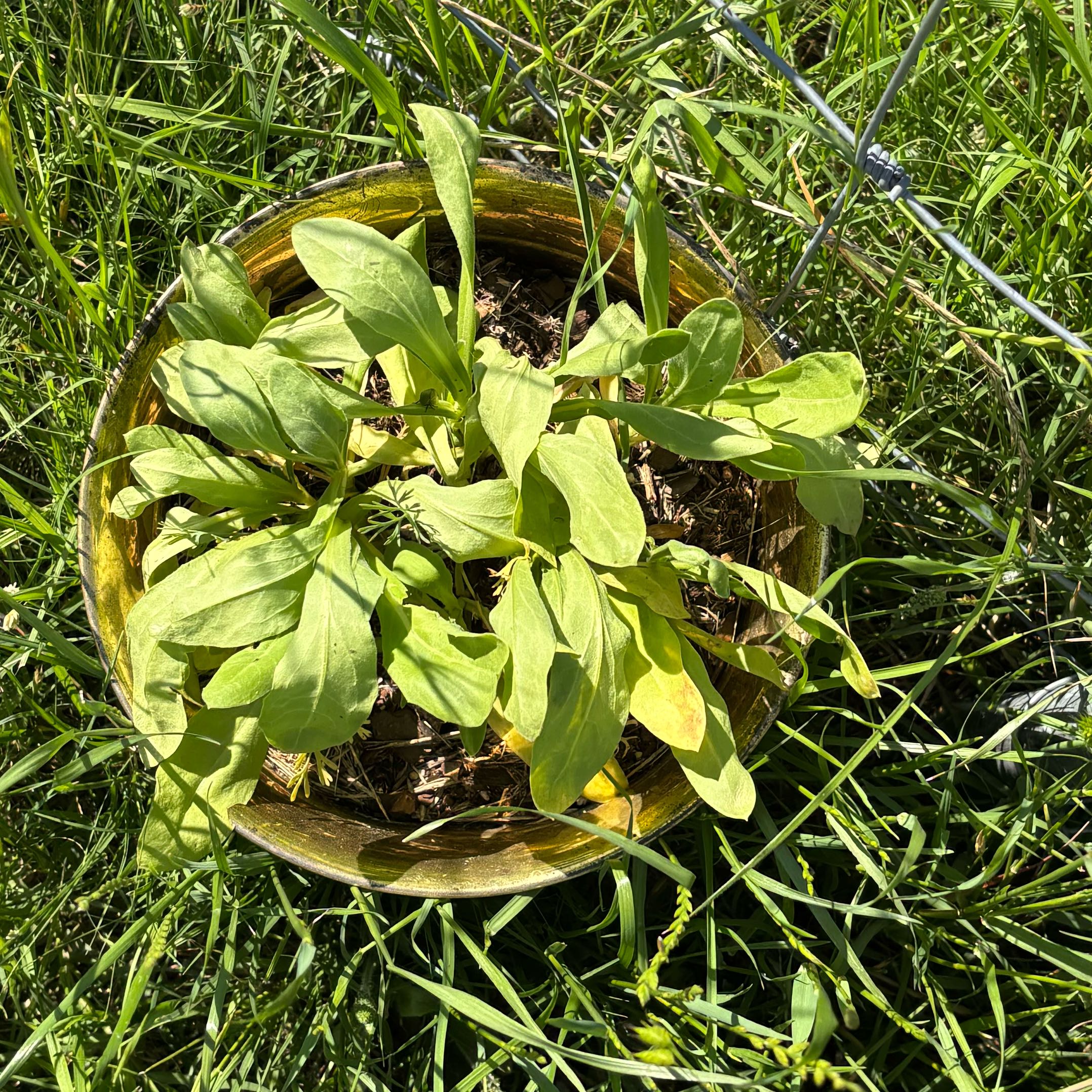 Photo of the plant species Wild Flowers by @PositiveBogbean named Captain Plant-it on Greg, the plant care app
