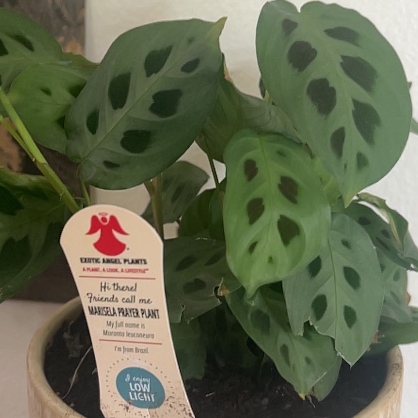 Photo of the plant species Marisela Prayer Plant by @FitVetiver50 named Kobe on Greg, the plant care app