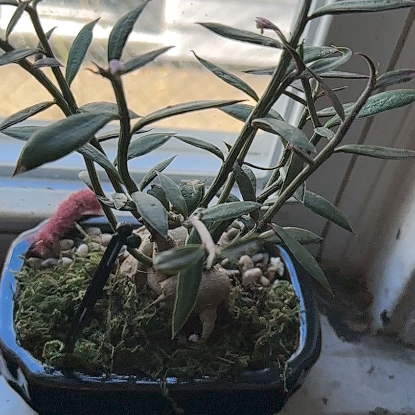 Photo of the plant species Red Monadenium by @KineticQuenepa named Treeyoncé on Greg, the plant care app