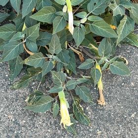 Photo of the plant species Sacred Datura by @SteamyFuchsia62 named Ronaldo on Greg, the plant care app