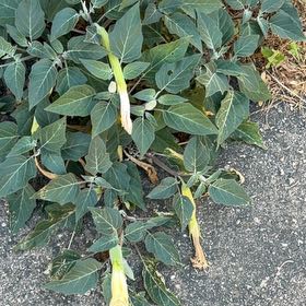 Photo of the plant species Sacred Datura by @SteamyFuchsia62 named Miley on Greg, the plant care app
