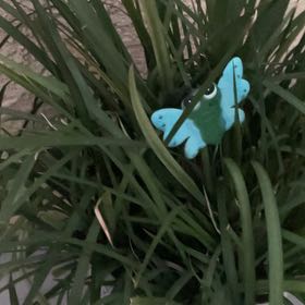 Photo of the plant species Fairy Iris by @VastBogmyrtle named Denali on Greg, the plant care app