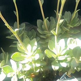 Photo of the plant species Rock Purslane by @WinJonquil86 named Taylor Swift on Greg, the plant care app