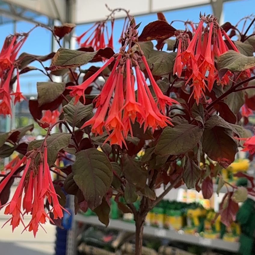 Photo of the plant species Bolivian Fuchsia by @HelperFlax26 named Fernie Mercury on Greg, the plant care app