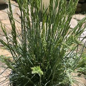 Photo of the plant species blue fescue by @RichlyCowslip41 named Dax on Greg, the plant care app