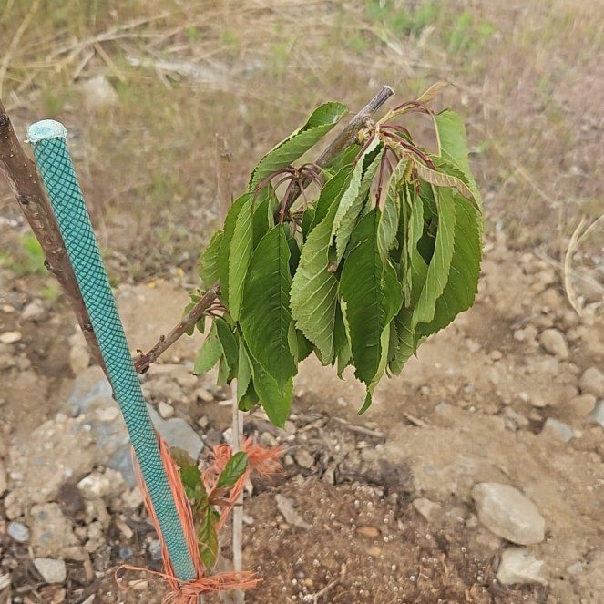 Photo of the plant species Bing Cherry Tree by @RhapsodicTaro40 named da Vinci on Greg, the plant care app