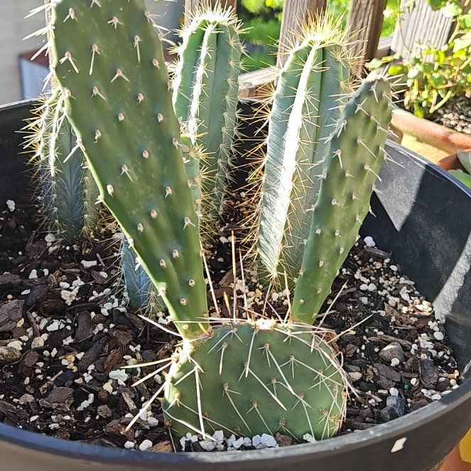 Photo of the plant species Opuntia 'Apricot' by @ShinyTeatree21 named Prickly Pear 2 on Greg, the plant care app