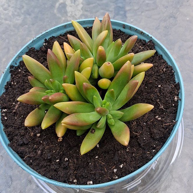 Photo of the plant species Sedum adolphi 'Ray of Light' by @SacredNeslia63 named Sir Plancelot on Greg, the plant care app