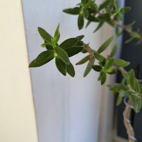 Photo of the plant species Bonsai Crassula by @PeakLithops14 named Wall-E on Greg, the plant care app