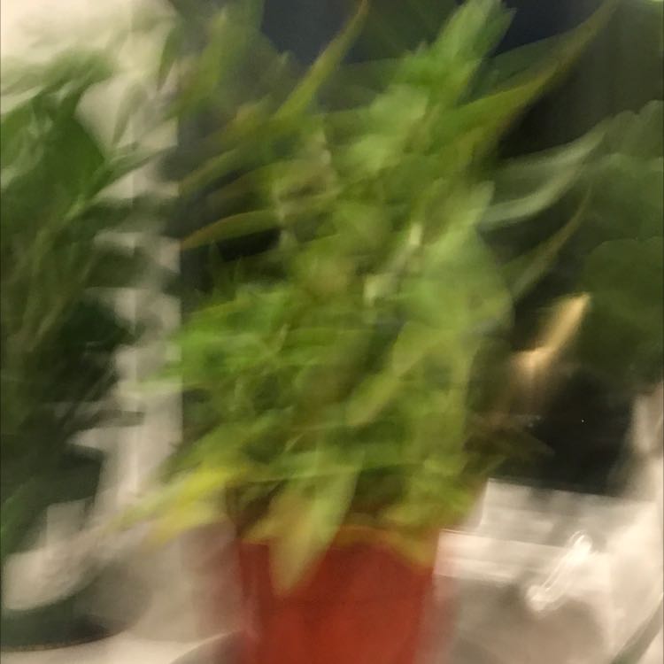 Photo of the plant species Crassula Tenelli by @mariamlsufi named crassula on Greg, the plant care app