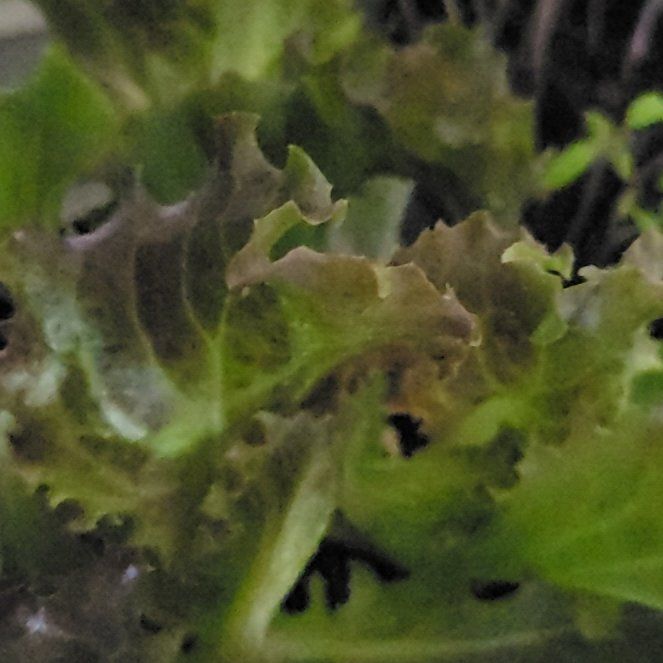 Photo of the plant species Red Leaf Lettuce by @TrustyDeerberry named Zion on Greg, the plant care app