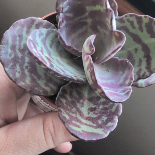 Photo of the plant species Andromischus Triflorus by @IconBlackwalnut named Pax on Greg, the plant care app