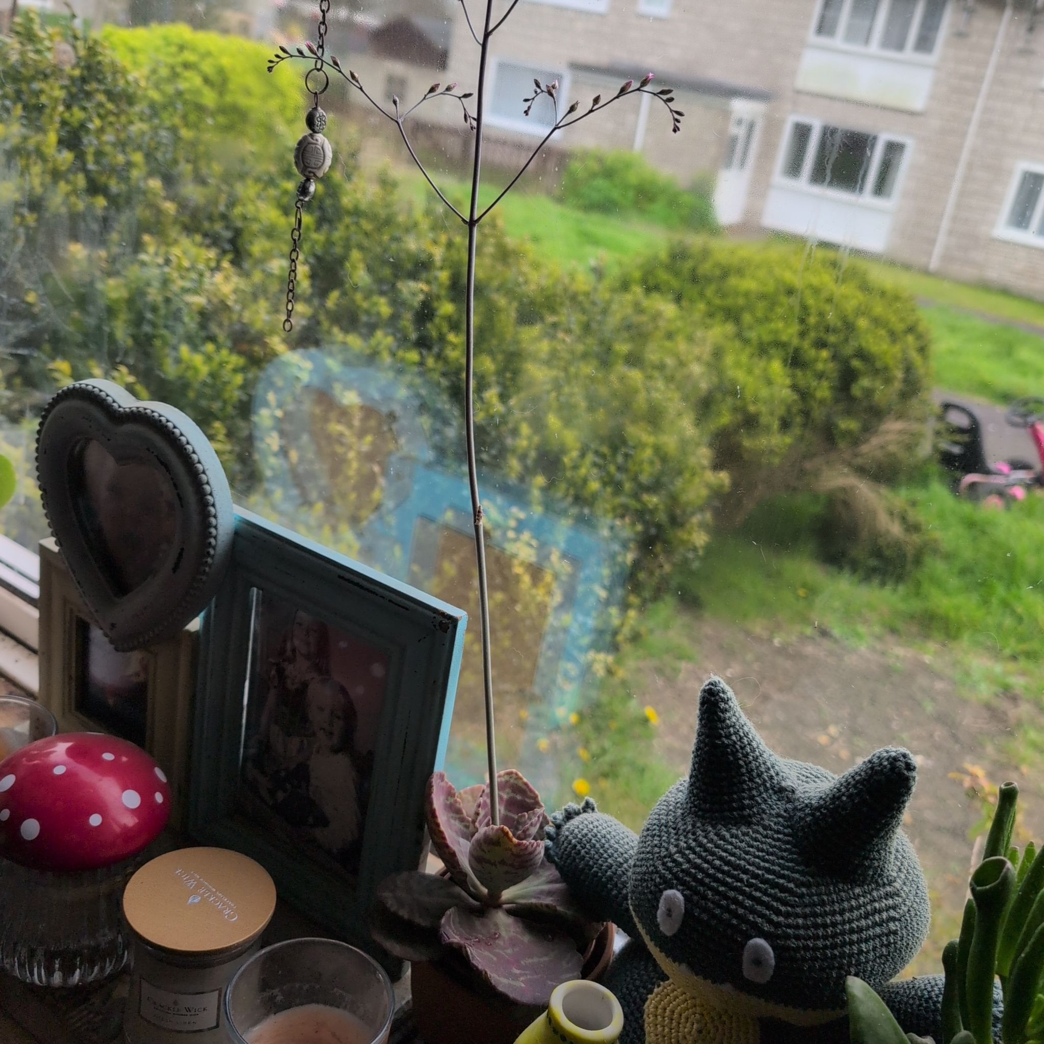 Photo of the plant species Andromischus Triflorus by @IconBlackwalnut named Pax on Greg, the plant care app