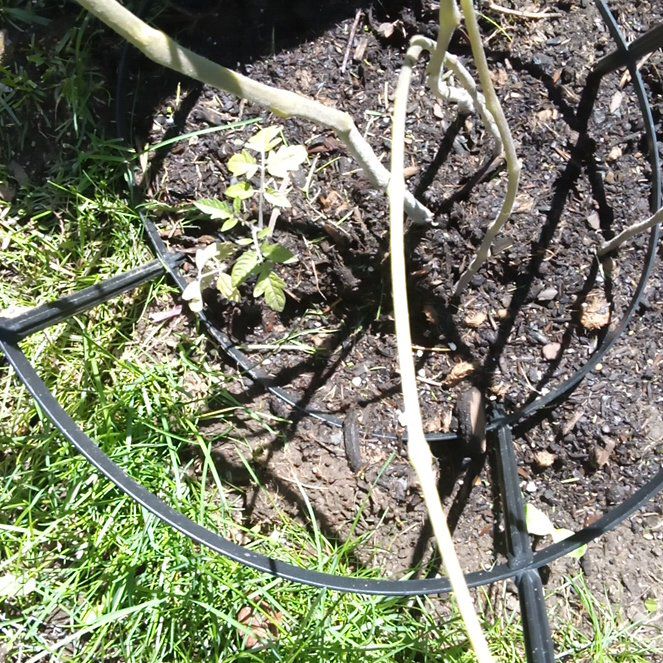Photo of the plant species Doubleclaw by @AmusingCocoplum named LiloStitch on Greg, the plant care app