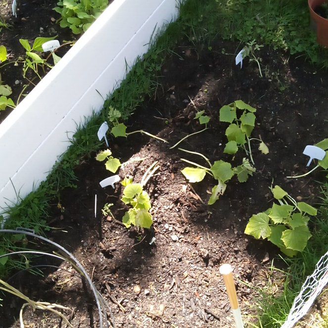 Photo of the plant species European Birthwort by @AmusingCocoplum named Coco on Greg, the plant care app