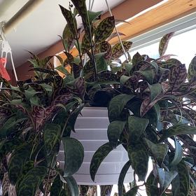 Photo of the plant species Lipstick black by @StackedLichen29 named Gaga on Greg, the plant care app