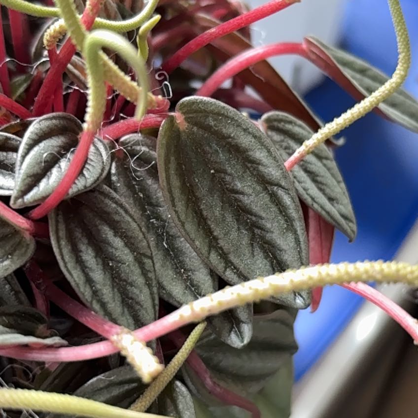 Photo of the plant species Peperomia San Marino by @FacilelyGarlic named Kendall on Greg, the plant care app