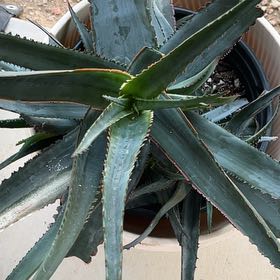Photo of the plant species Aloe divaricata 'Diablo' by @GemMum99 named Baesil on Greg, the plant care app