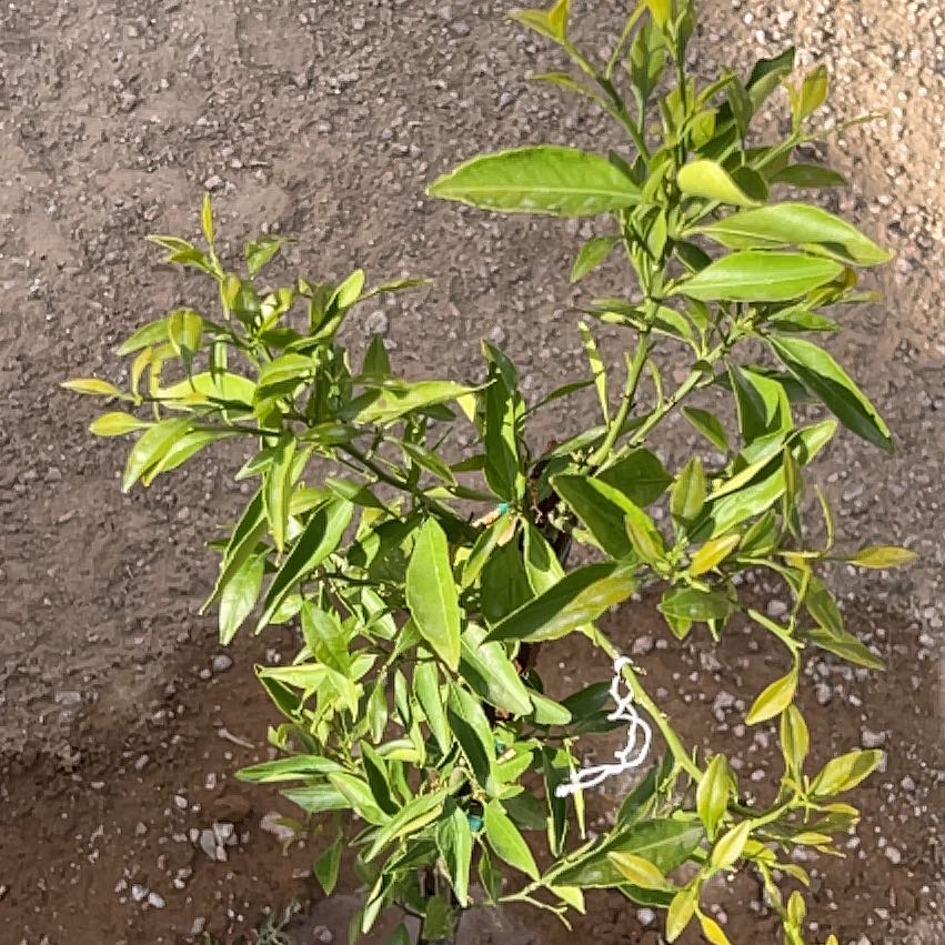 Photo of the plant species Kishu Mandarin by @GemMum99 named James Dean on Greg, the plant care app