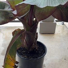 Photo of the plant species Ensete v Maurellii,Red banana by @DeanRockfig45 named Treeyoncé on Greg, the plant care app